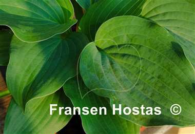 Hosta Blue Life